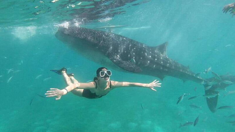 Cebu: Whale Shark, Tumalog Waterfall, and Moalboal Tour - In-Depth Review