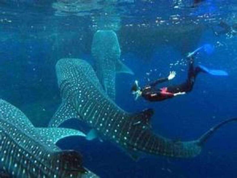 Cebu: Whale Shark Watching and Canyoneering Group Tour - Final thoughts: Is this tour worth it?
