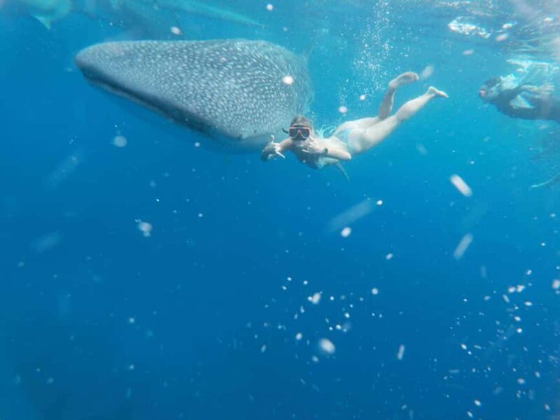 Cebu: Whale Shark Watching & Heritage Tour with Dive Option - Key Points