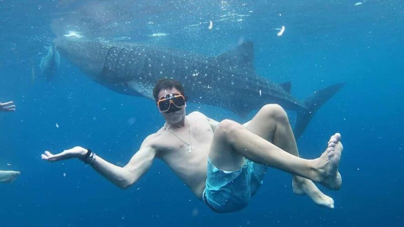 Cebu: Whale Shark Watching & Heritage Tour with Dive Option - The Full Experience