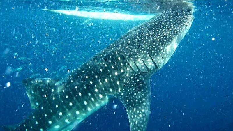 Cebu: Whale Sharks, Ka-Treasure Water Terraces & Simala Tour - Key Points