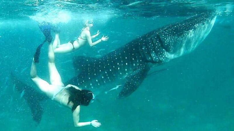 Cebu: Whale Sharks, Ka-Treasure Water Terraces & Simala Tour - A Practical Look at the Tour Experience