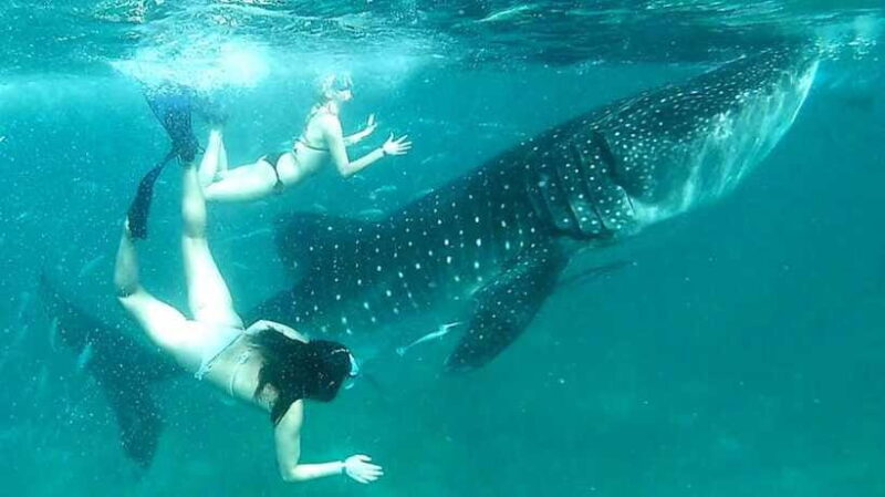 Cebu: Whale Sharks, Ka-Treasure Water Terraces & Simala Tour - FAQ