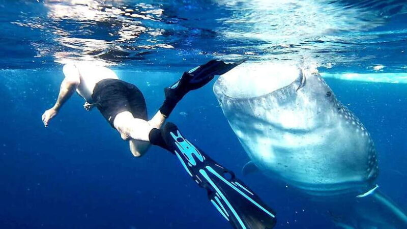 Cebu: Whale Sharks, Kawasan Falls, & Sardines Run Snorkeling - Key Points