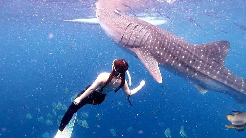 Cebu: Whale Sharks, Kawasan Falls, & Sardines Run Snorkeling - Practical Tips for Your Trip