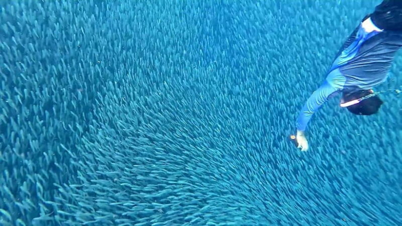 Cebu: Whale Sharks, Kawasan Falls, & Sardines Run Snorkeling - The Sum Up