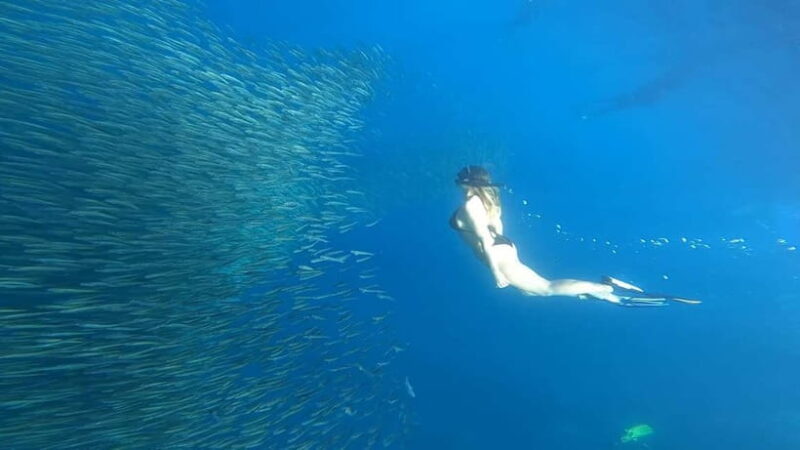 Cebu: Whale Sharks, Kawasan Falls, & Sardines Run Snorkeling - Key Points