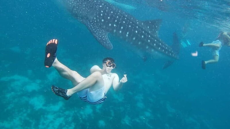 Cebu: Whale Sharks, Kawasan Falls, & Sardines Run Snorkeling - Sardines Run and Turtle Snorkeling