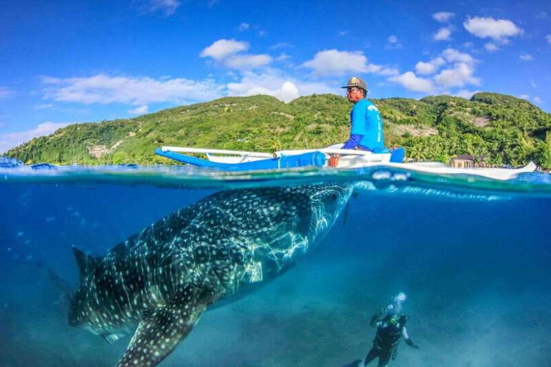 Cebu: Whale Sharks, Tumalog Falls, and Monkey Sanctuary Tour - Cebu: Whale Sharks, Tumalog Falls, and Monkey Sanctuary Tour