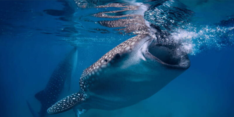 Cebu: Whale Sharks, Tumalog Falls, and Monkey Sanctuary Tour - Key Points