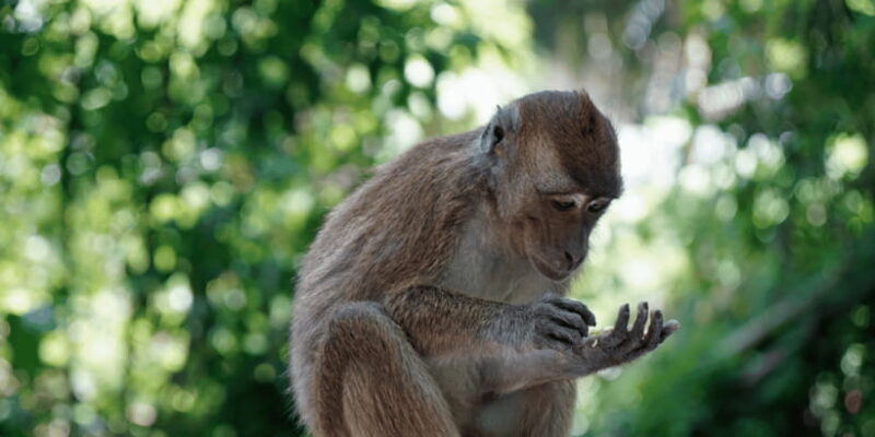 Cebu: Whale Sharks, Tumalog Falls, and Monkey Sanctuary Tour - Who Will Love This Tour?