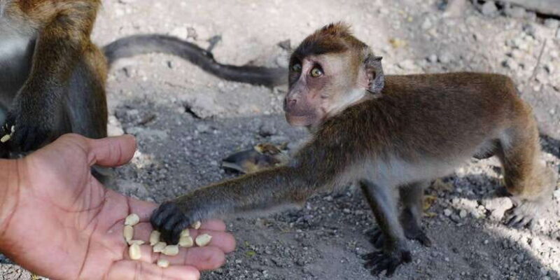 Cebu: Whale Sharks, Tumalog Falls, and Monkey Sanctuary Tour - The Sum Up