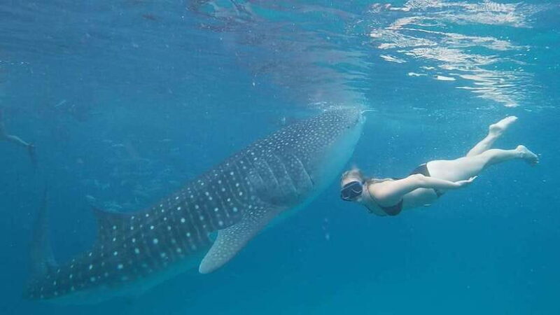Cebu: Whaleshark Encounter, Tumalog Falls, & Monkey Viewing - A Detailed Breakdown of the Tour Experience