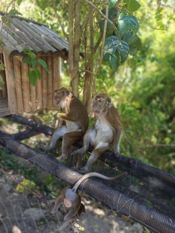 Cebu: Whaleshark Encounter, Tumalog Falls, & Monkey Viewing - Who Should Consider This Tour?