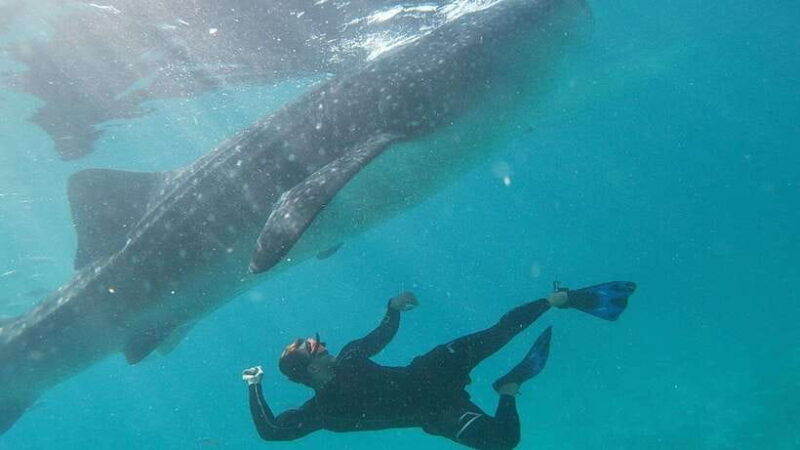 Cebu: Whaleshark Encounter, Tumalog Falls & Sumilon Sandbar - Key Points