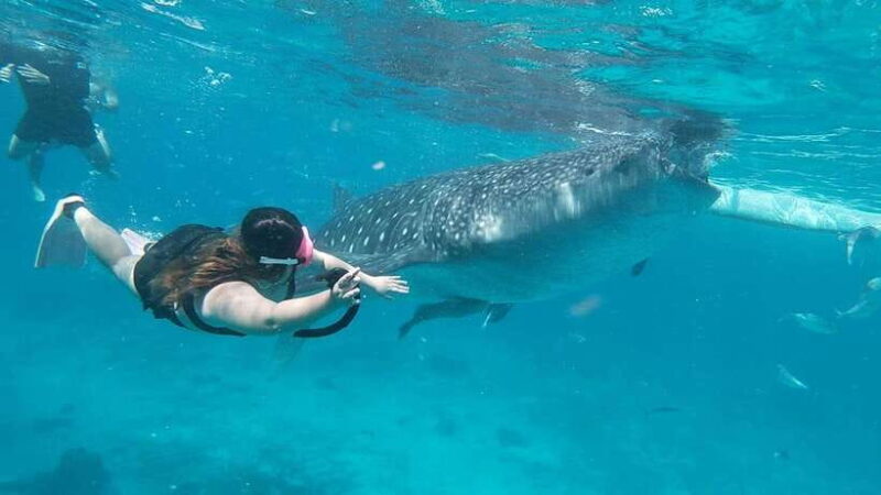 Cebu: Whaleshark Encounter, Tumalog Falls & Sumilon Sandbar - A Deep Dive Into the Experience