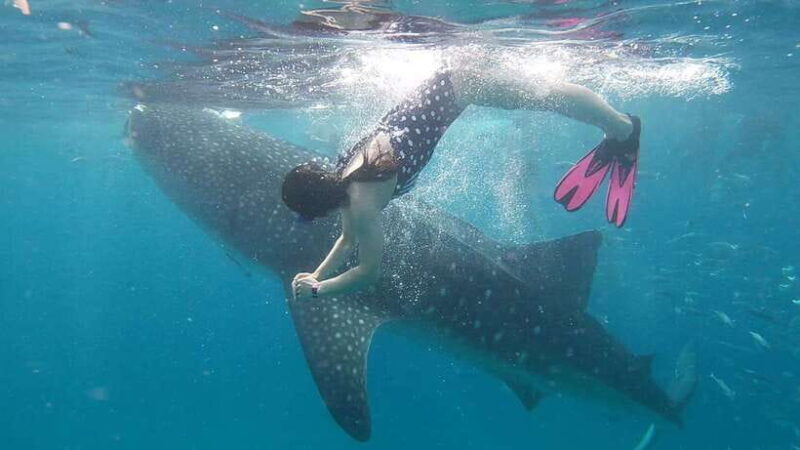 Cebu: Whaleshark Encounter, Tumalog Falls & Sumilon Sandbar - Who Should Consider This Tour?