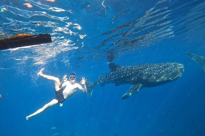Cebu Whaleshark Tour - Cebu Whaleshark Tour: An Authentic Day of Marine Wonder and Scenic Beauty
