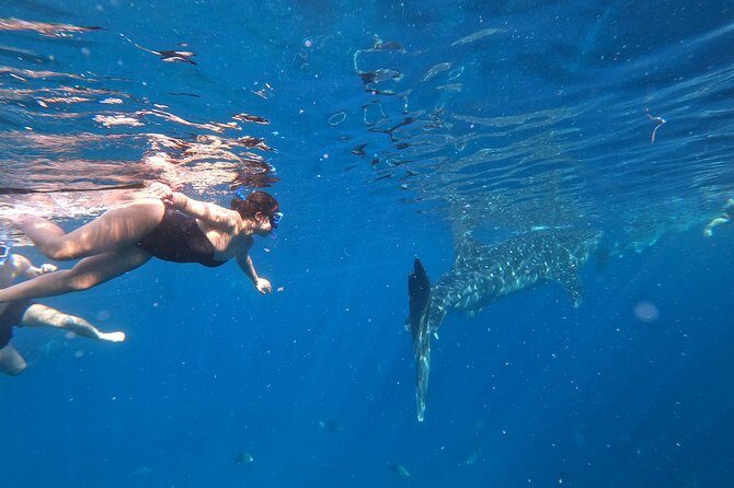 Cebu Whaleshark Tour - Key Points