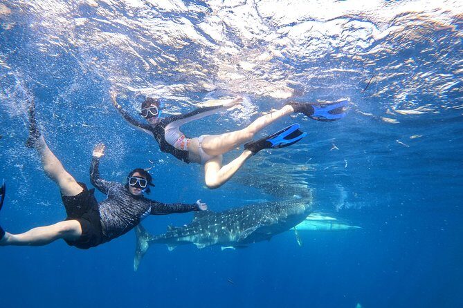 Cebu Whaleshark Tour - Who Should Consider This Tour?