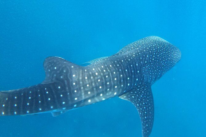 Cebu Whaleshark Tour - Frequently Asked Questions