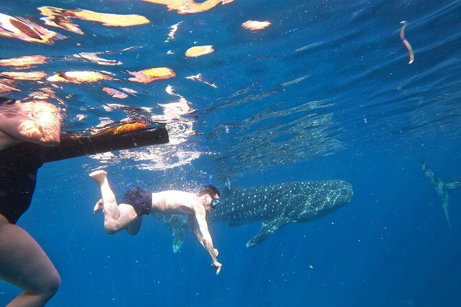 Cebu Whaleshark Tour - Final Thoughts