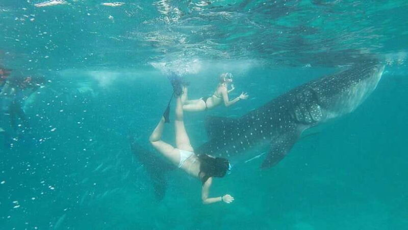 Cebu: WhaleShark , Tumalog Falls, & Sardine Run Snorkeling - Cebu: WhaleShark, Tumalog Falls, & Sardine Run Snorkeling — An Honest Review