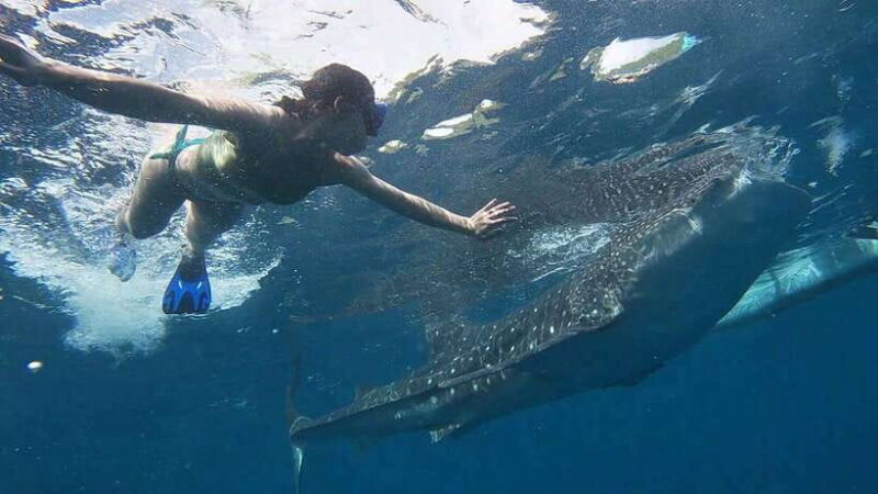 Cebu: WhaleShark , Tumalog Falls, & Sardine Run Snorkeling - The Sum Up: Is This Tour Worth It?