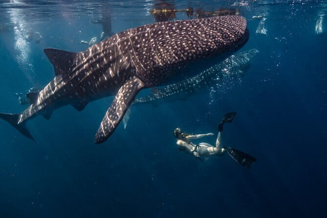 Cebu Whaleshark Watching w/ Sumilon Island Hopping - The Experience in Detail