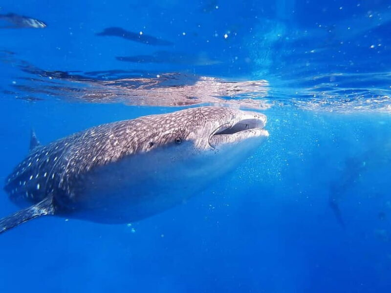 Cebu: Whalesharks, Sumilon Sandbar & Tumalog Falls Tour - Who Should Consider This Tour?