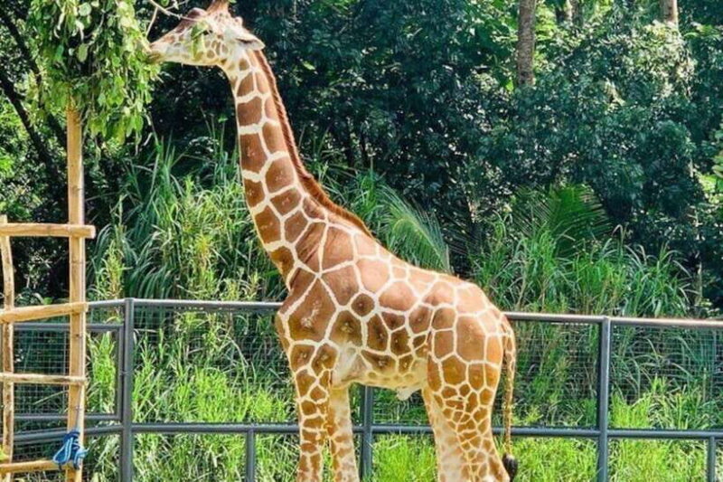 Cebu:Cebu Safari Adventure Park Day Trip - Exploring Cebu Safari Adventure Park: An In-Depth Review