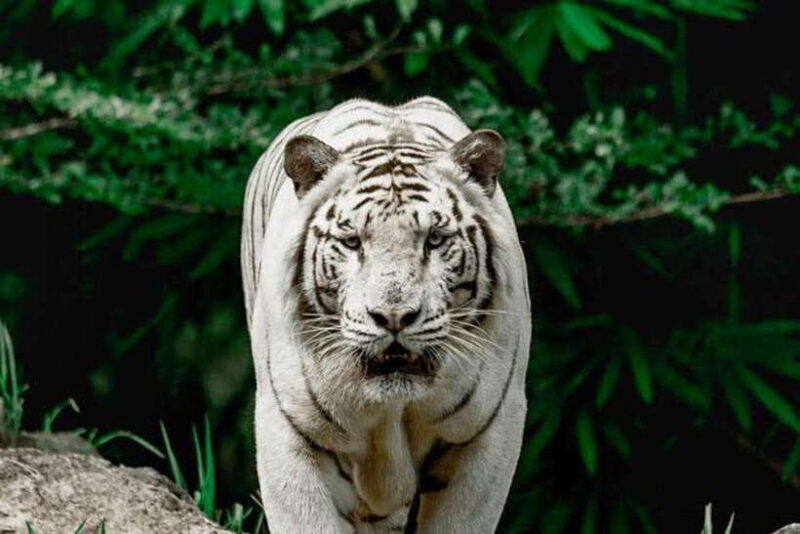 Cebu:Cebu Safari Adventure Park Day Trip - The Overall Value