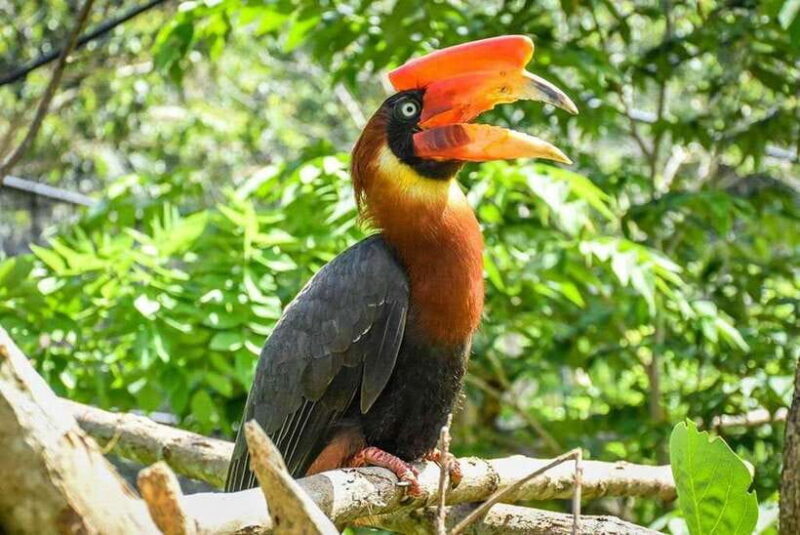 Cebu:Cebu Safari Adventure Park Day Trip - Who Is This Tour Best For?