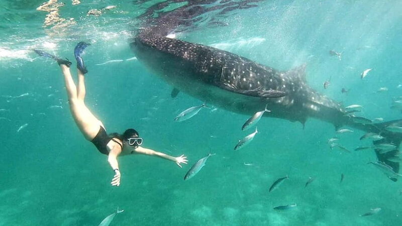 Cebu:Oslob Whale Shark Swimming & Kawasan Falls Canyoneering - Key Points