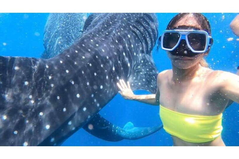 Cebu:Whale Shark, Waterfall, and Sardine Run Group Tour+Meal - Key Points