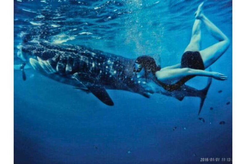 Cebu:Whale Shark, Waterfall, and Sardine Run Group Tour+Meal - Authentic Experiences and Genuine Value