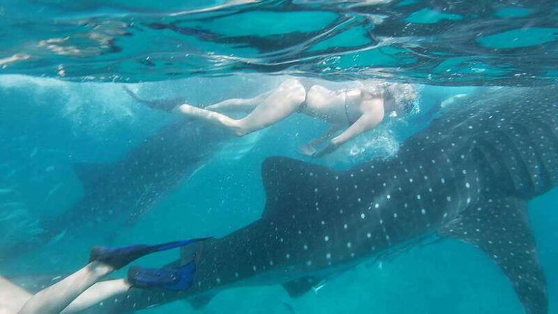 Cebu:WhaleShark Watching & Kawasan Canyoneering Private Tour - An In-Depth Look at the Tour