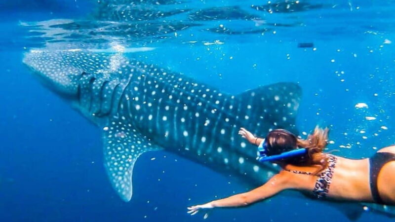 Cebu:WhaleShark Watching & Kawasan Canyoneering Private Tour - Final Thoughts