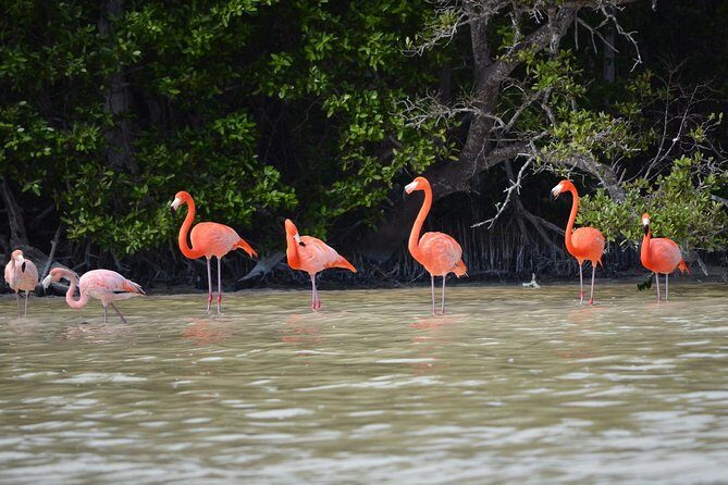 Celestun Biosphere Reserve Tour from Merida - The Downside and Things to Consider