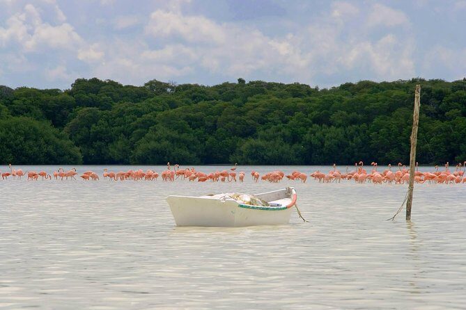 Celestun Biosphere Reserve Tour from Merida - FAQs