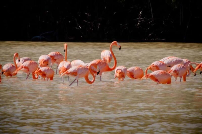 Celestún Flamingos, Beach, and Seafood Lunch Tour from Merida - Key Points