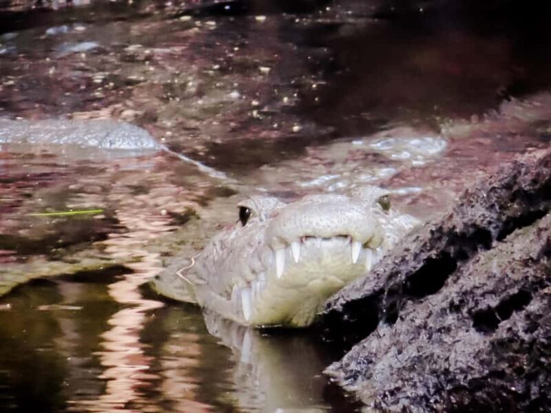 Celestún Flamingos, Beach, and Seafood Lunch Tour from Merida - Final Thoughts: Is This Tour Right for You?