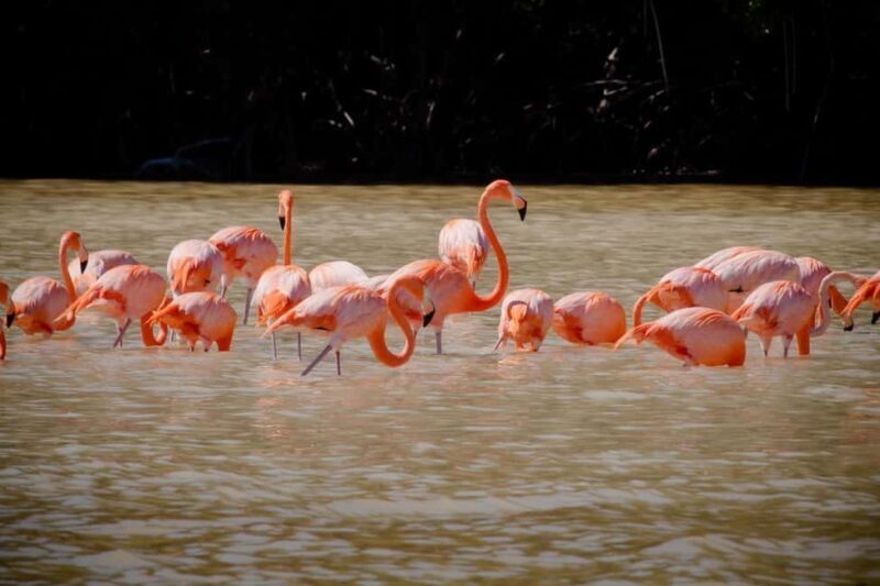 Celestún Flamingos, Beach, and Seafood Tour, leaving from Merida - Practical Tips for Making the Most of This Tour
