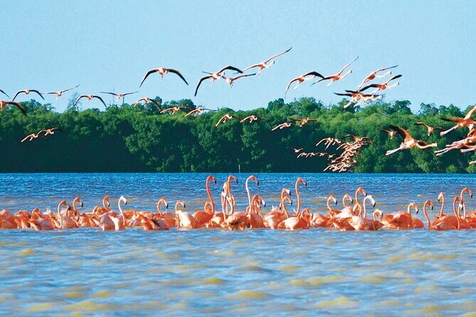 Celestun mangrove boat tour from Mérida - Key Points