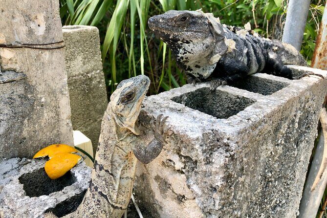 Cenote; Snorkeling and Photos with Colorful Fish - Final Thoughts: Why This Tour Is Worth Your Time