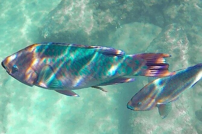 Cenote; Snorkeling and Photos with Colorful Fish - Frequently Asked Questions