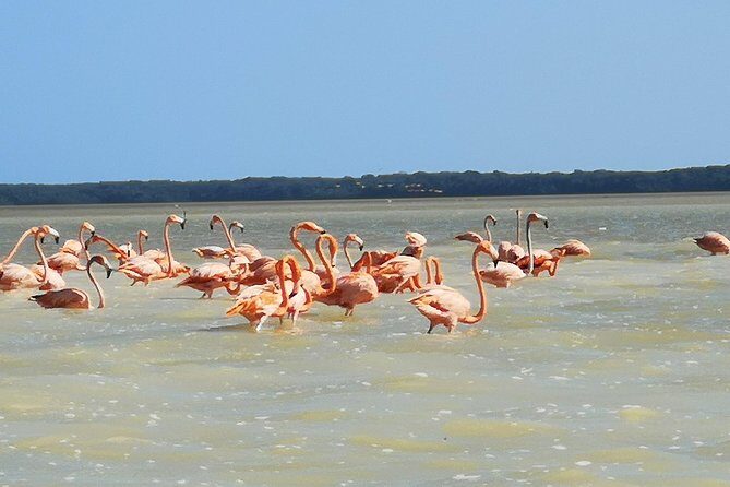 Cenote Suytun & Rio Lagartos & Las Coloradas - An In-Depth Look at the Tour Experience