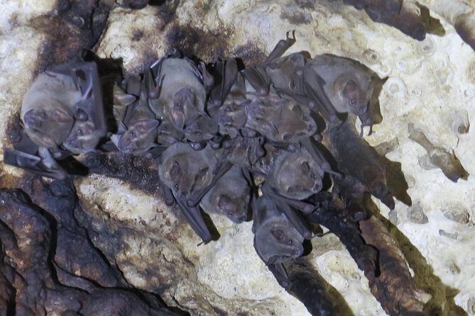 Cenotes diving Dos Ojos and The Bat Cave - A Closer Look at the Cenotes Tour Experience