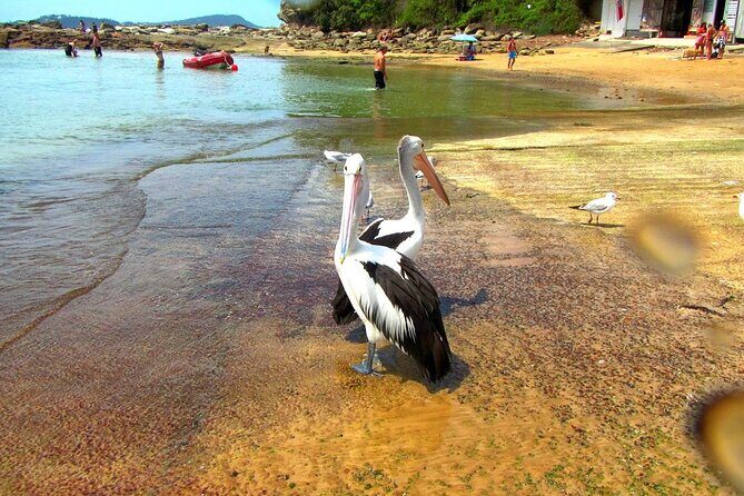 Central Coast Private Day Tour | Beaches, Bays and Wildlife & Reptile Park Entry - FAQ