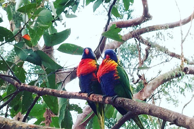 Central Coast Private Tour From Sydney, with Australian Reptile Park Option - Who Is This Tour Best For?